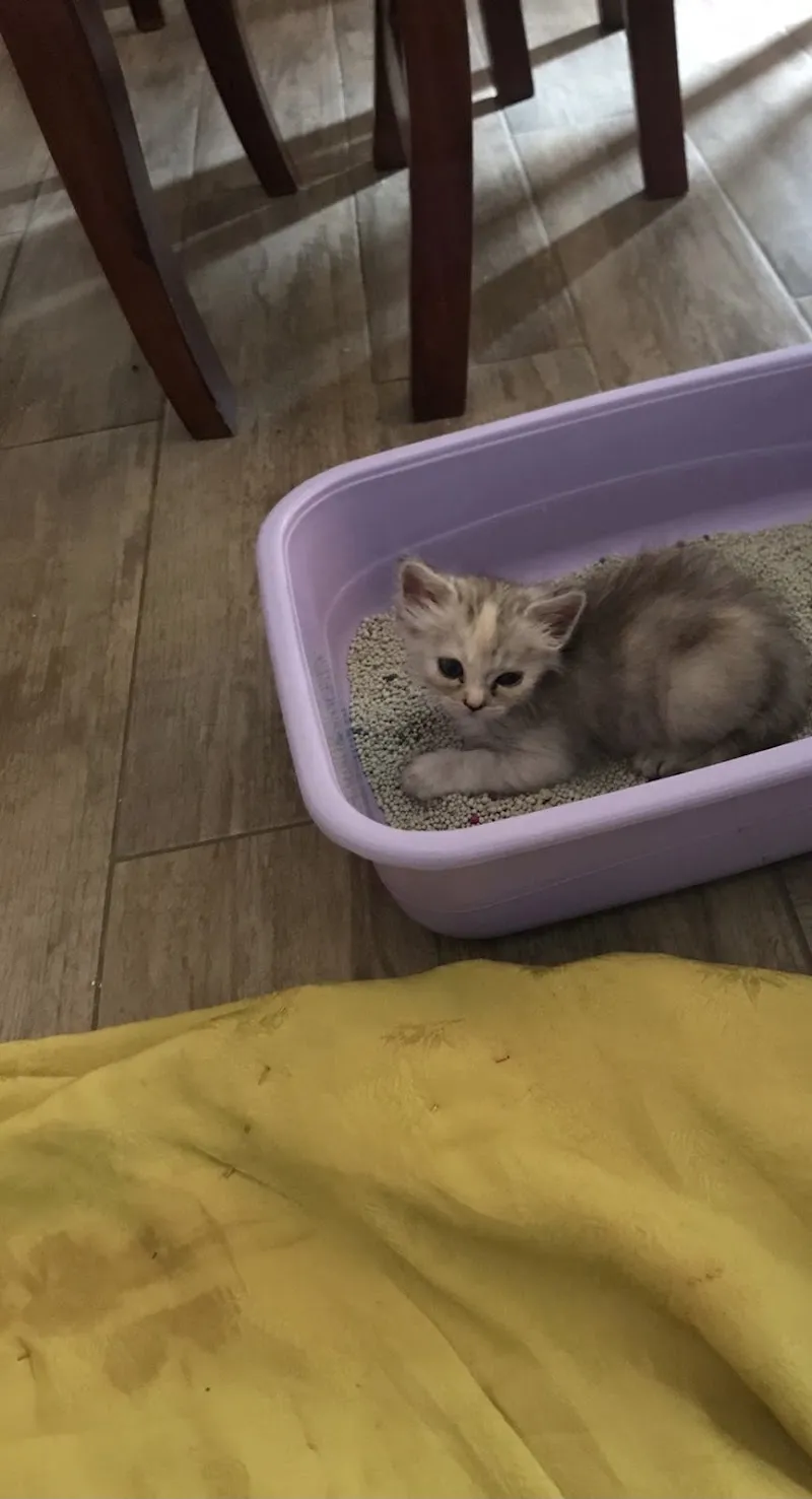 Sehrish Pets Clinic and Pets Mart