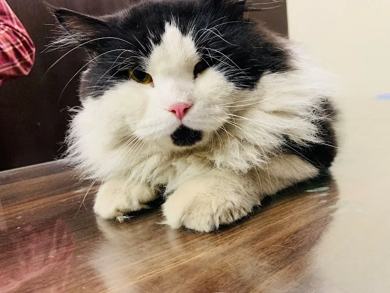 Vision Pet Clinic ®